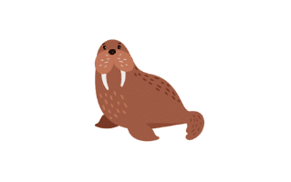 Walrus