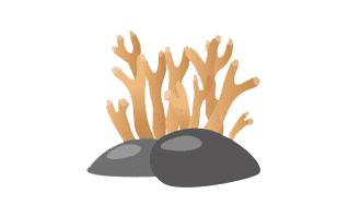 Coral