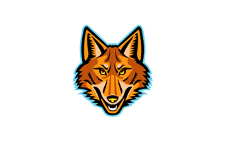 Coyote