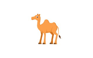 Camel
