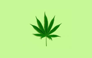Marijuana