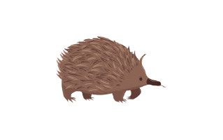 Echidna