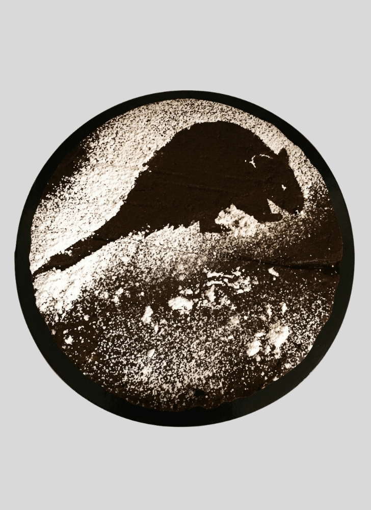 Bewitching Possum Cake