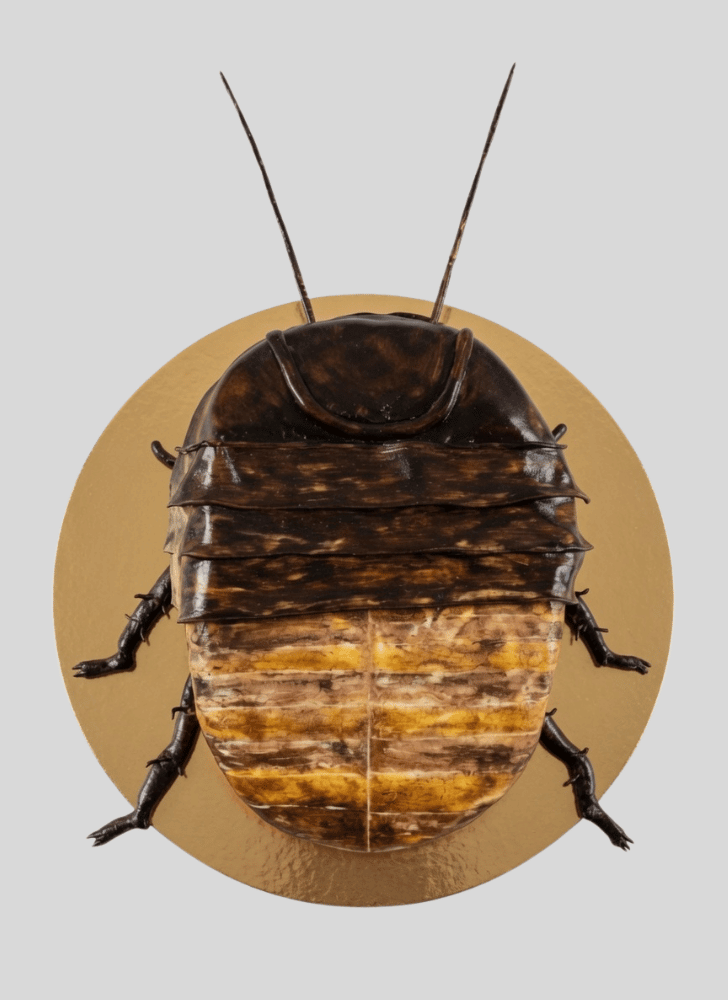 Admirable Cockroach Cake Design