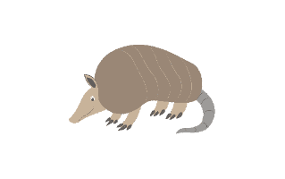 Armadillo