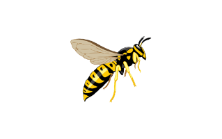 Wasp