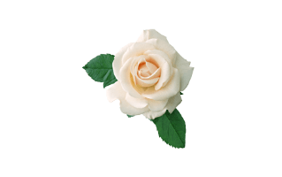 White Rose