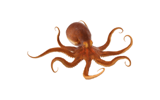 Octopus