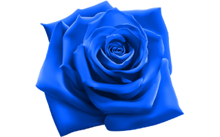 Blue Rose Cake Design