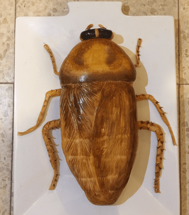 Enthralling Cockroach Cake