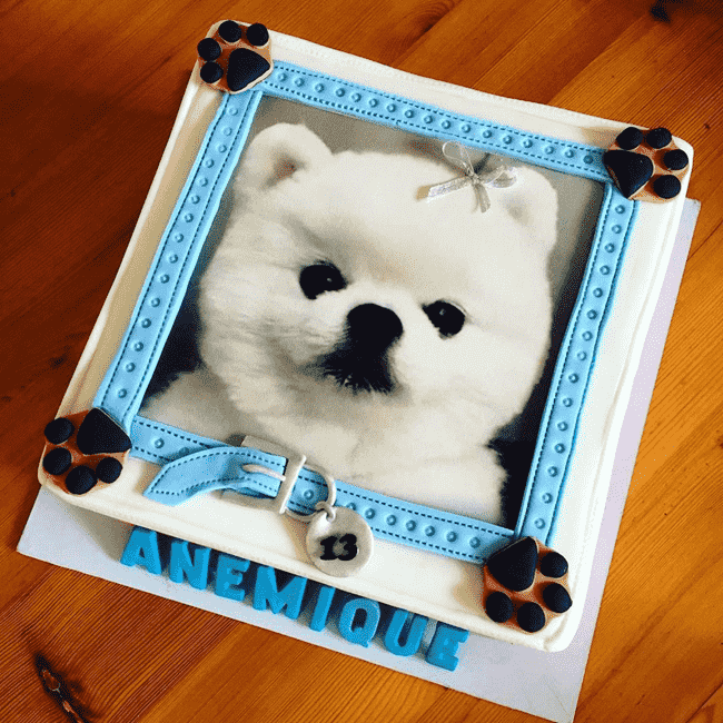 Divine Pomeranian Cake