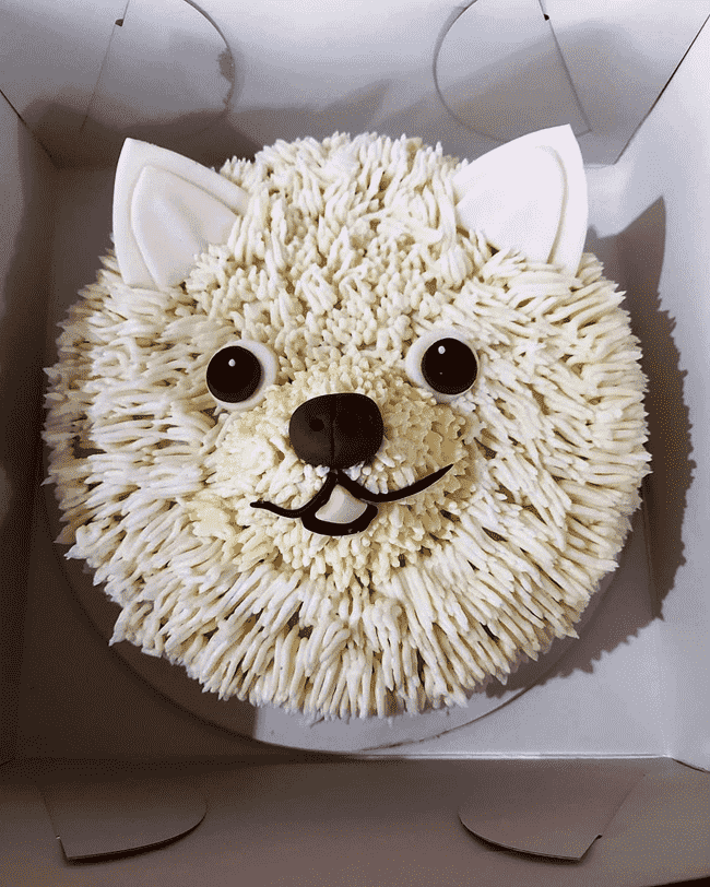 Handsome Pomeranian Cake
